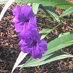 Meet your Posher, Shan